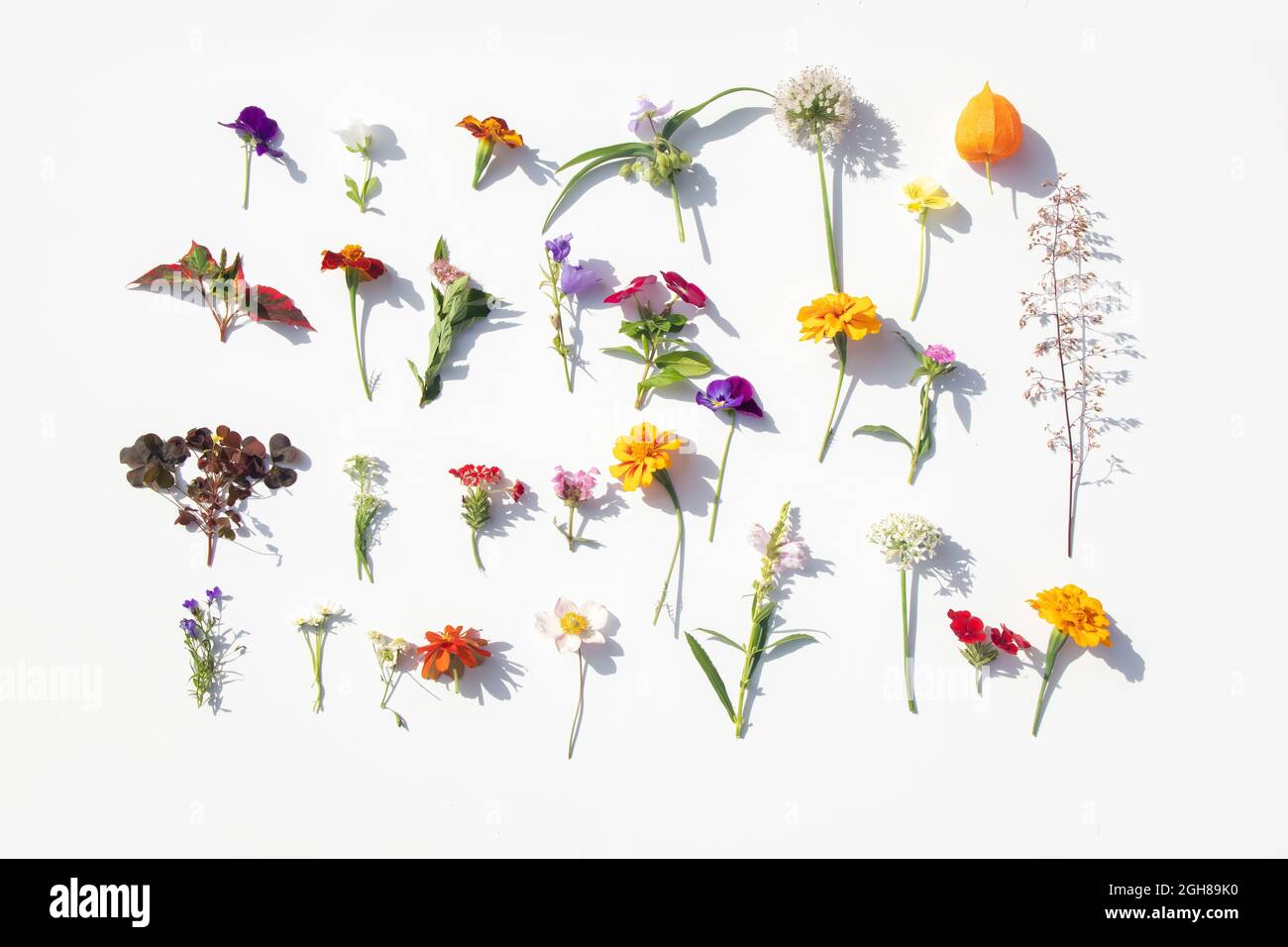 Fiori iridescenti . Composizione creativa fatta di fiori in colori arcobaleno su sfondo bianco, piatto. Foto di alta qualità Foto Stock