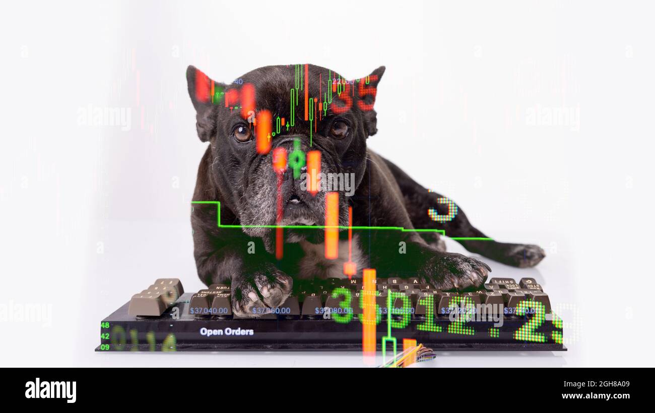 Bulldog con tastiera per computer e dati di magazzino Foto Stock
