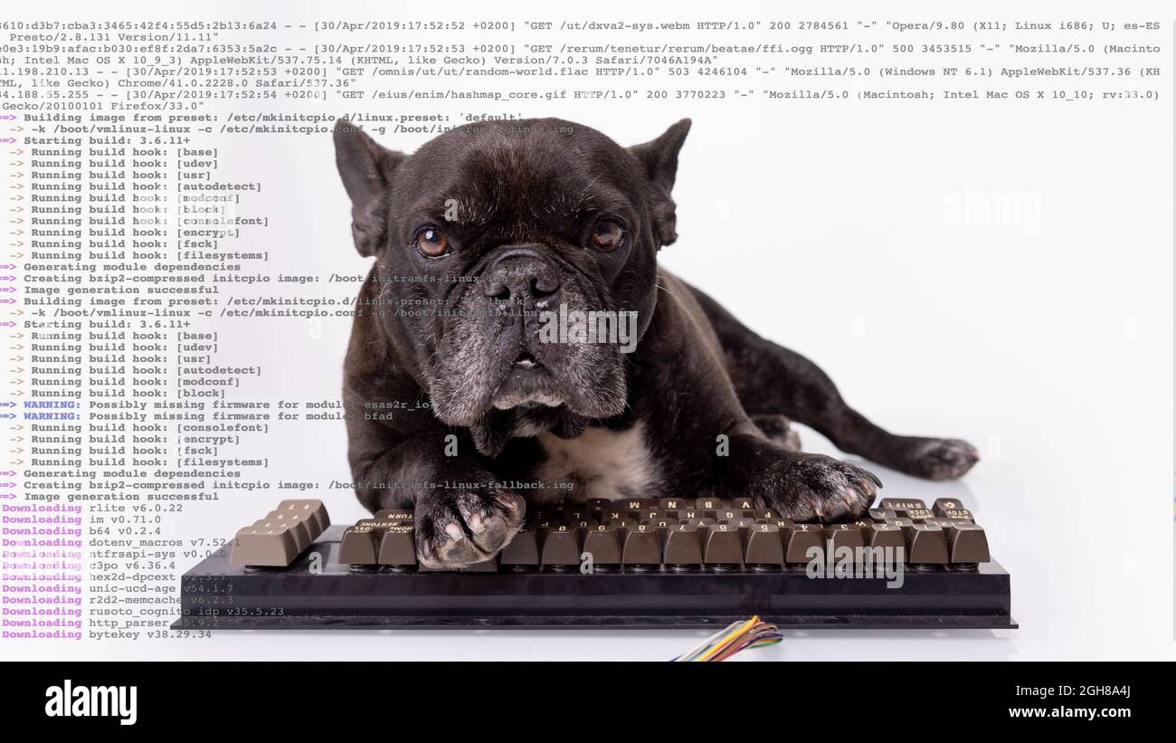 Bulldog con tastiera per computer e dati di magazzino Foto Stock