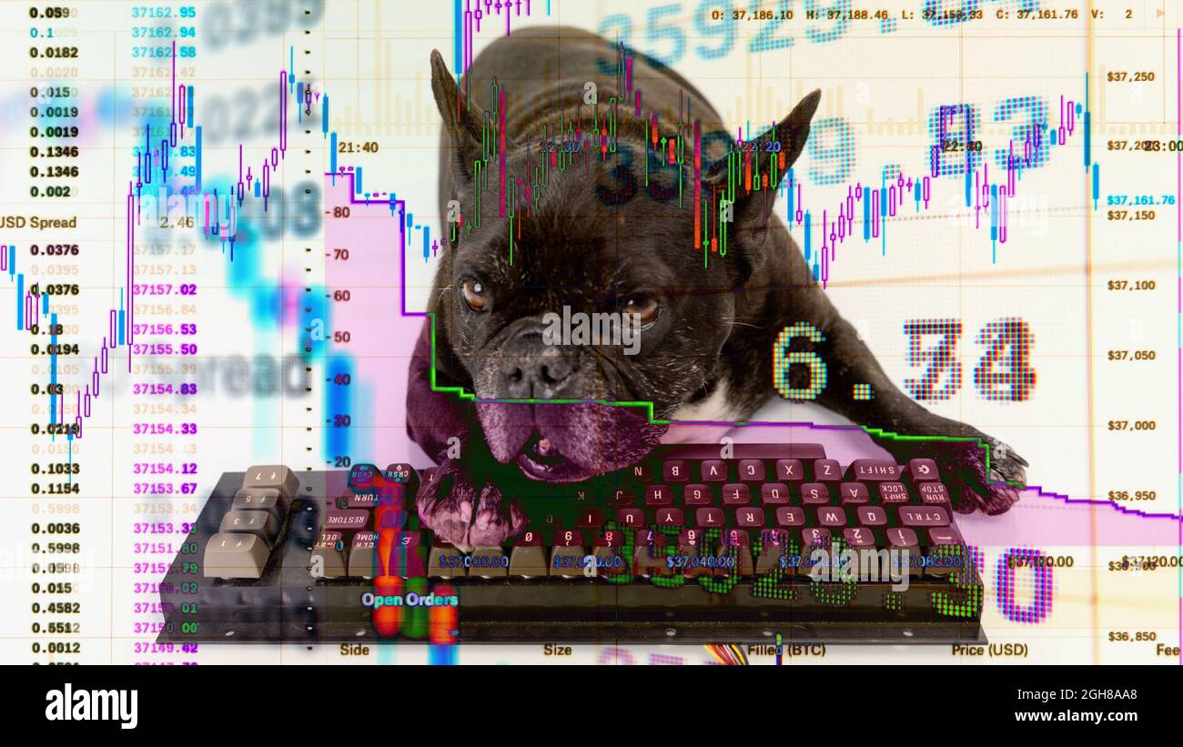 Bulldog con tastiera per computer e dati di magazzino Foto Stock