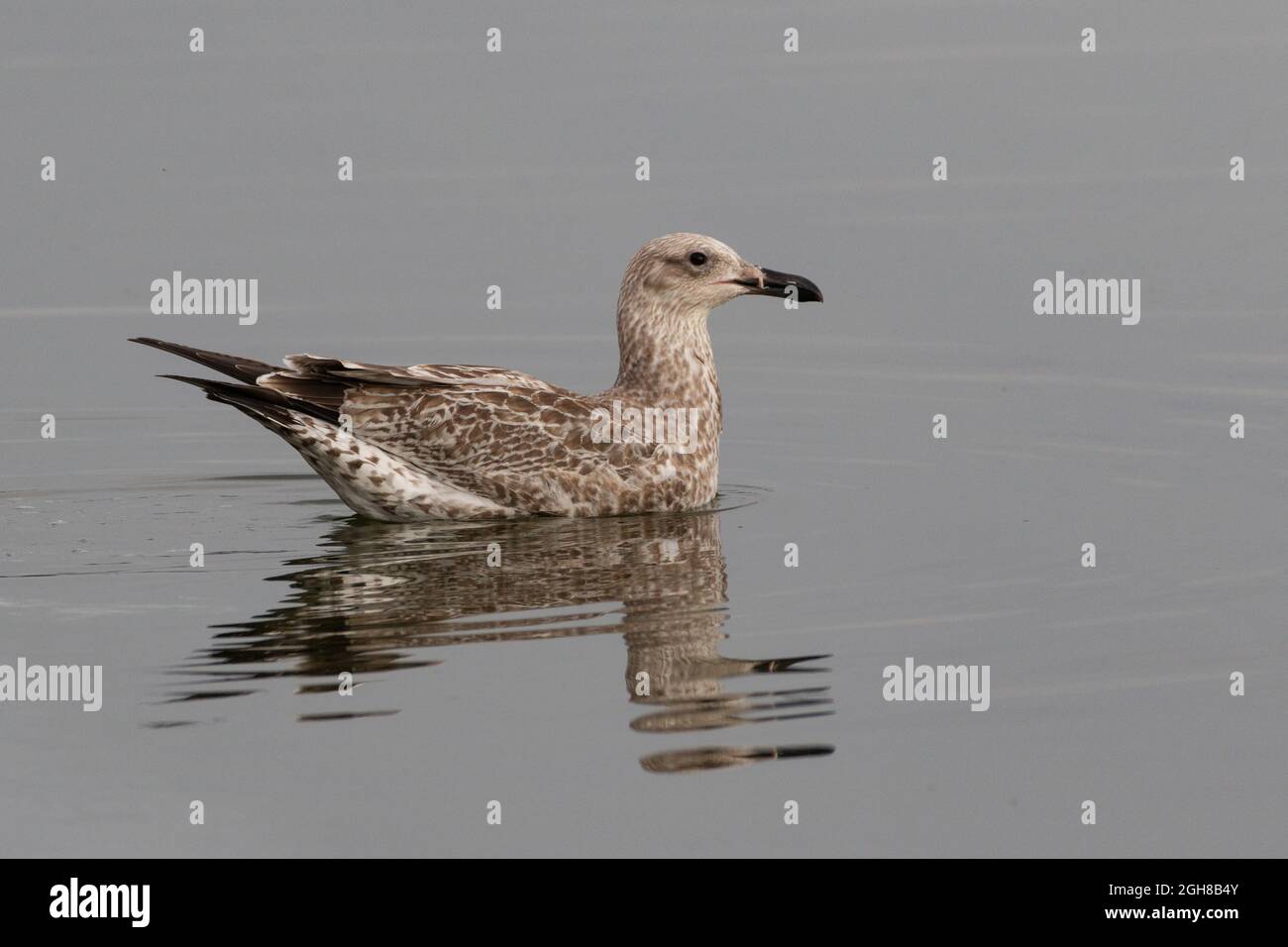 Caspian Gull 0juvenile) Farmoor Reservoir, Oxon, Regno Unito Foto Stock