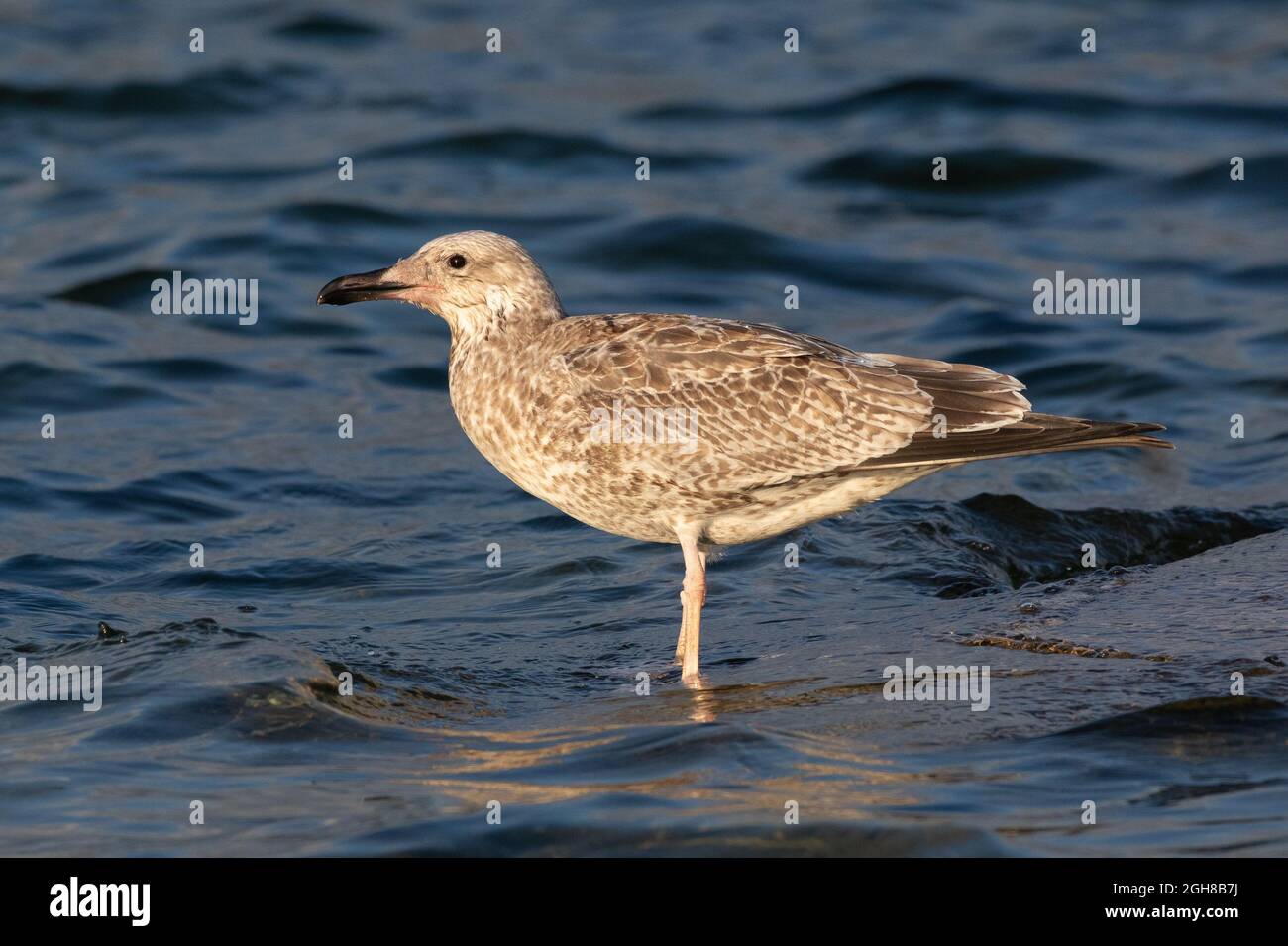 Caspian Gull 0juvenile) Farmoor Reservoir, Oxon, Regno Unito Foto Stock