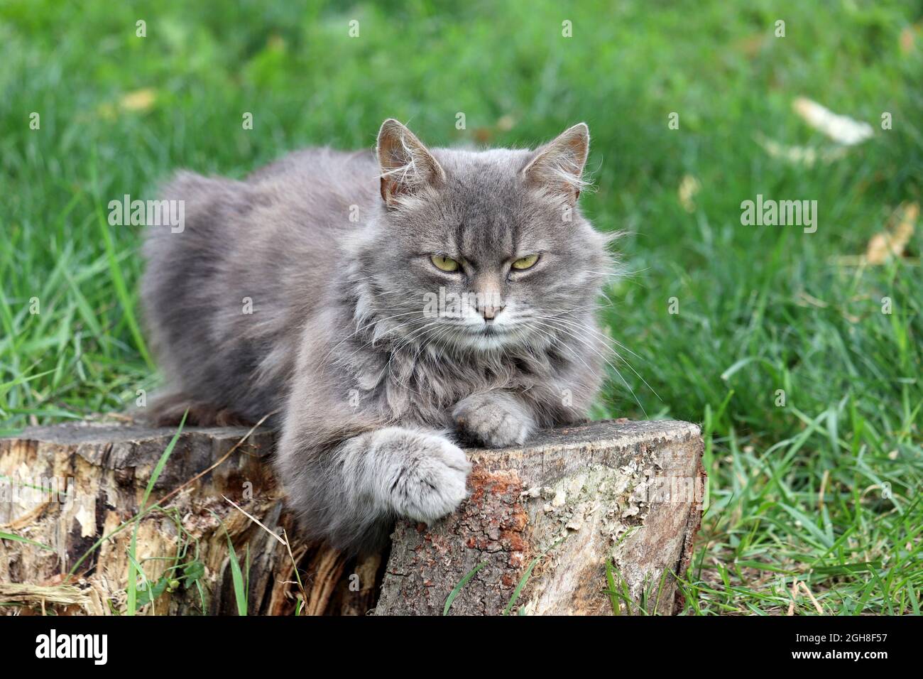 Gatto grigio arrabbiato seduto su un ceppo di albero su un prato verde. Ritratto di animale domestico grumpy all'aperto Foto Stock