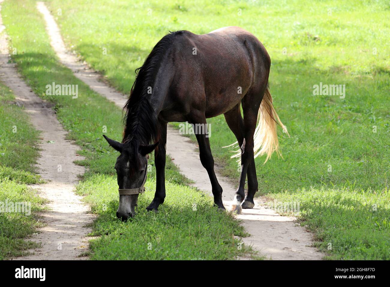 Baia scura cavallo pascolo su pascolo verde, scena rurale Foto Stock