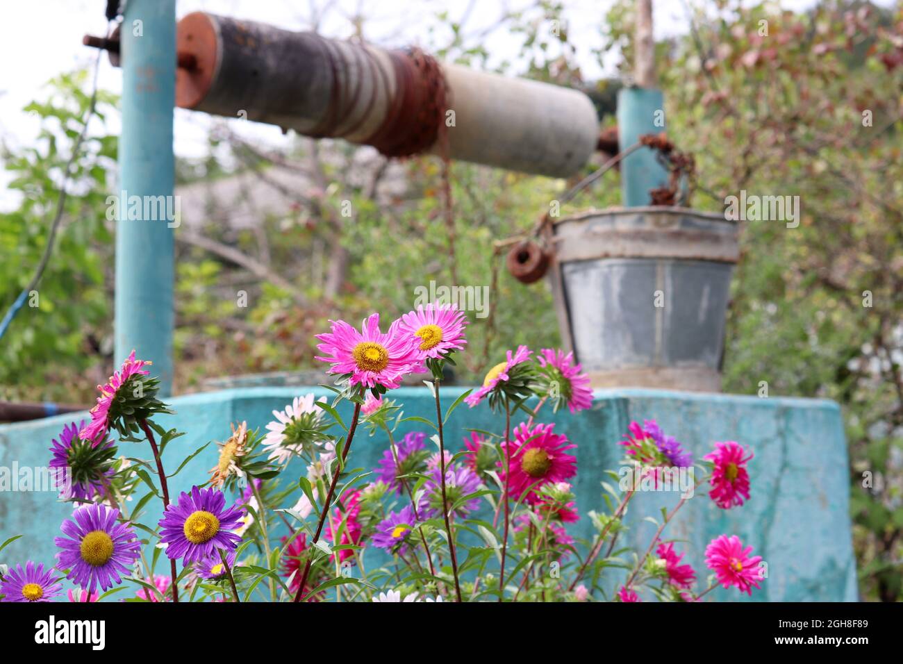 Vista attraverso i fiori di vecchio bene con secchio di stagno nel cortile in un villaggio. Scena rurale, approvvigionamento idrico in campagna Foto Stock