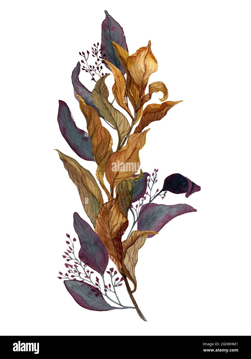 Bouquet acquerello di rami di ruco ed eucalipto isolato su bianco. Illustrazione di watercolor disegnata a mano di foglie asciutte su pianta. Progettazione per tessuti, Foto Stock