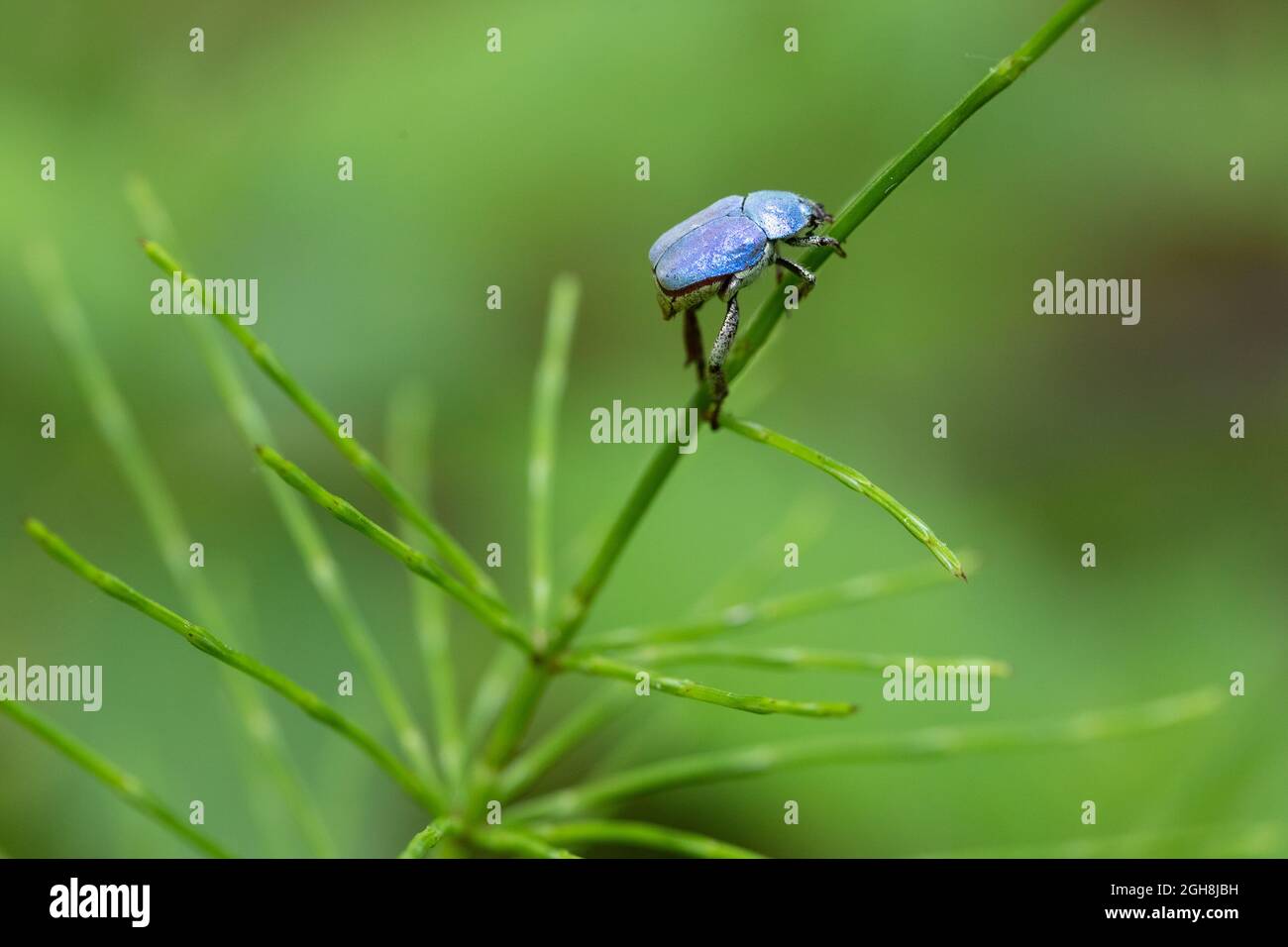 Vibrante bug hoplia blu che sale su un gambo di orsetail. Foto Stock
