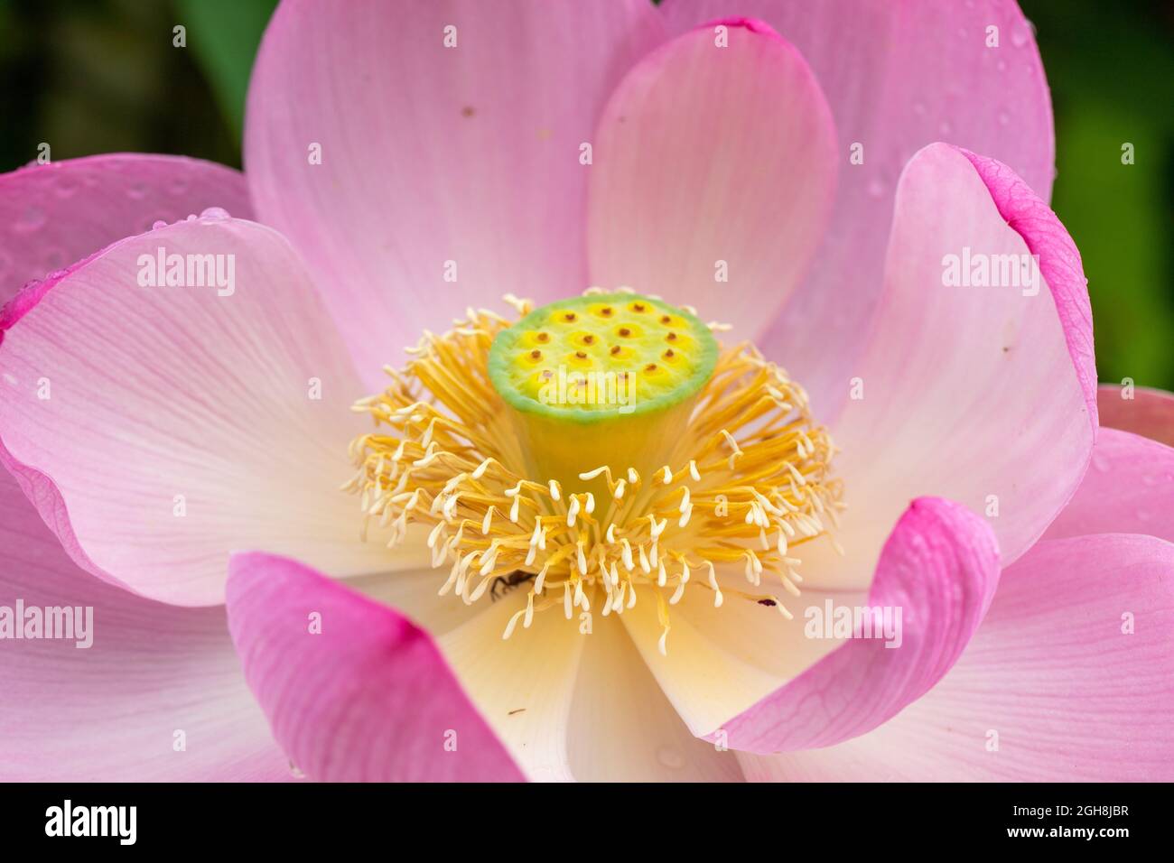 Primo piano di un sacro fiore di loto Nelumbo Nucifera Foto Stock