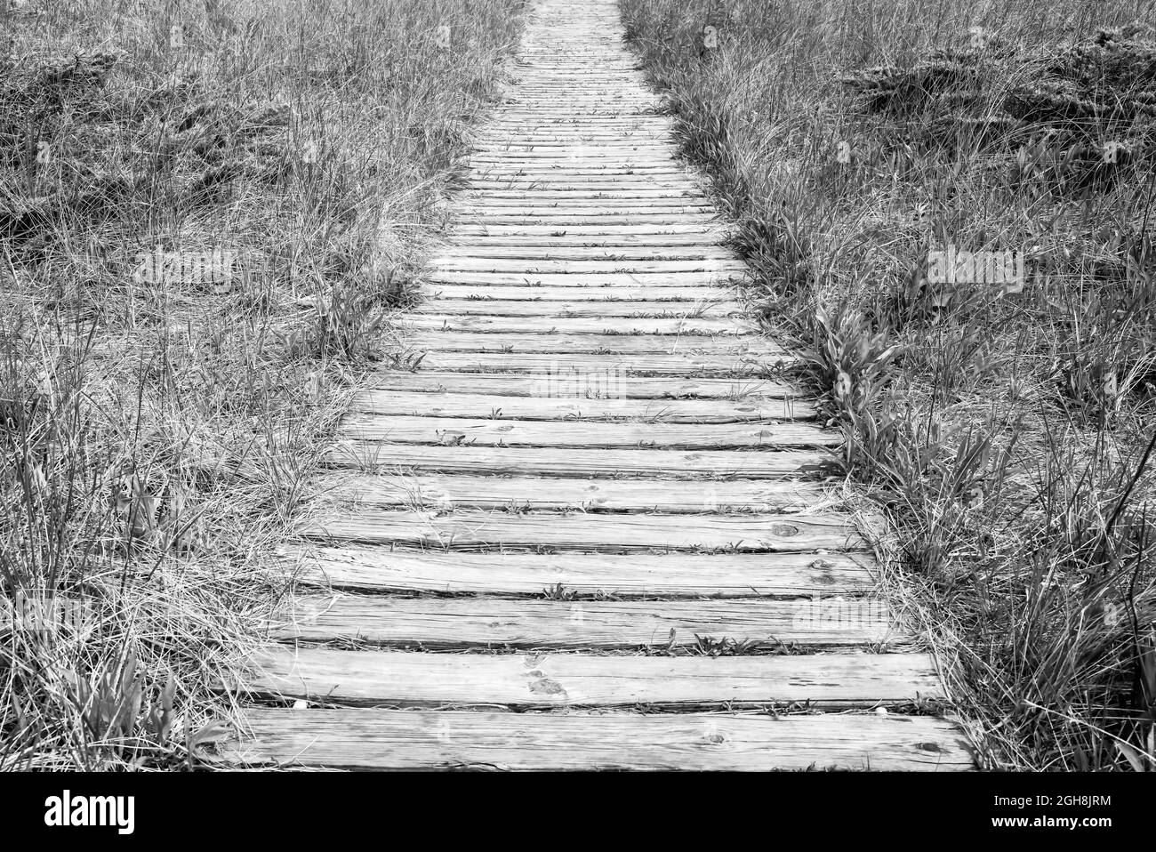 Sentiero escursionistico Wooden Boardwalk attraverso la palude e il lungomare Foto Stock