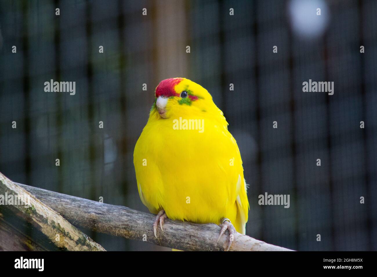 Primo piano su un parakeet giallo limone Foto Stock