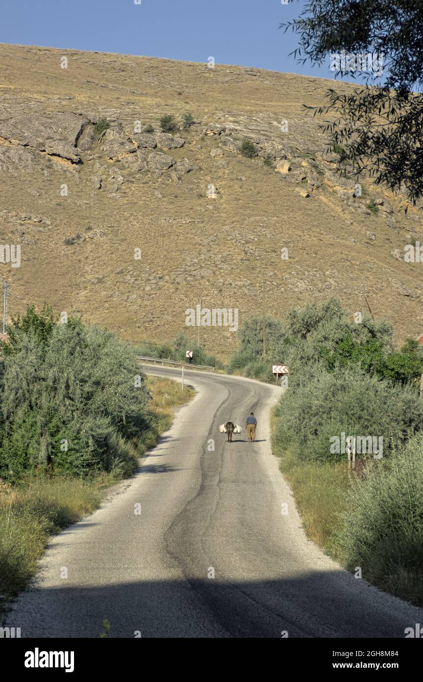 Paesaggio rurale e la vita in turchia su una strada di Anatolia un vecchio uomo conduce l'asino caricato a piedi Foto Stock