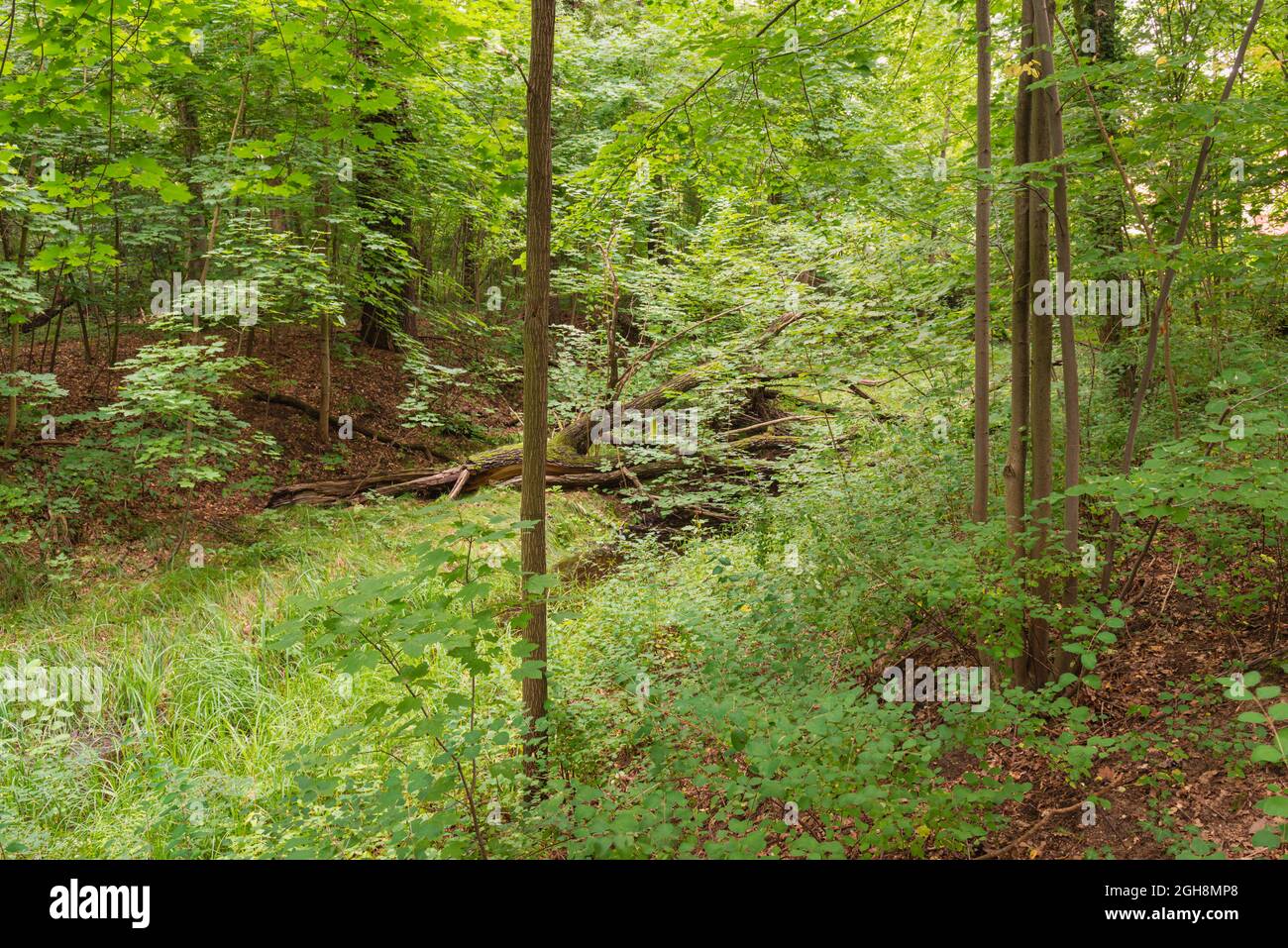 Il thicket foresta. Fitti densi in foreste. Foto Stock