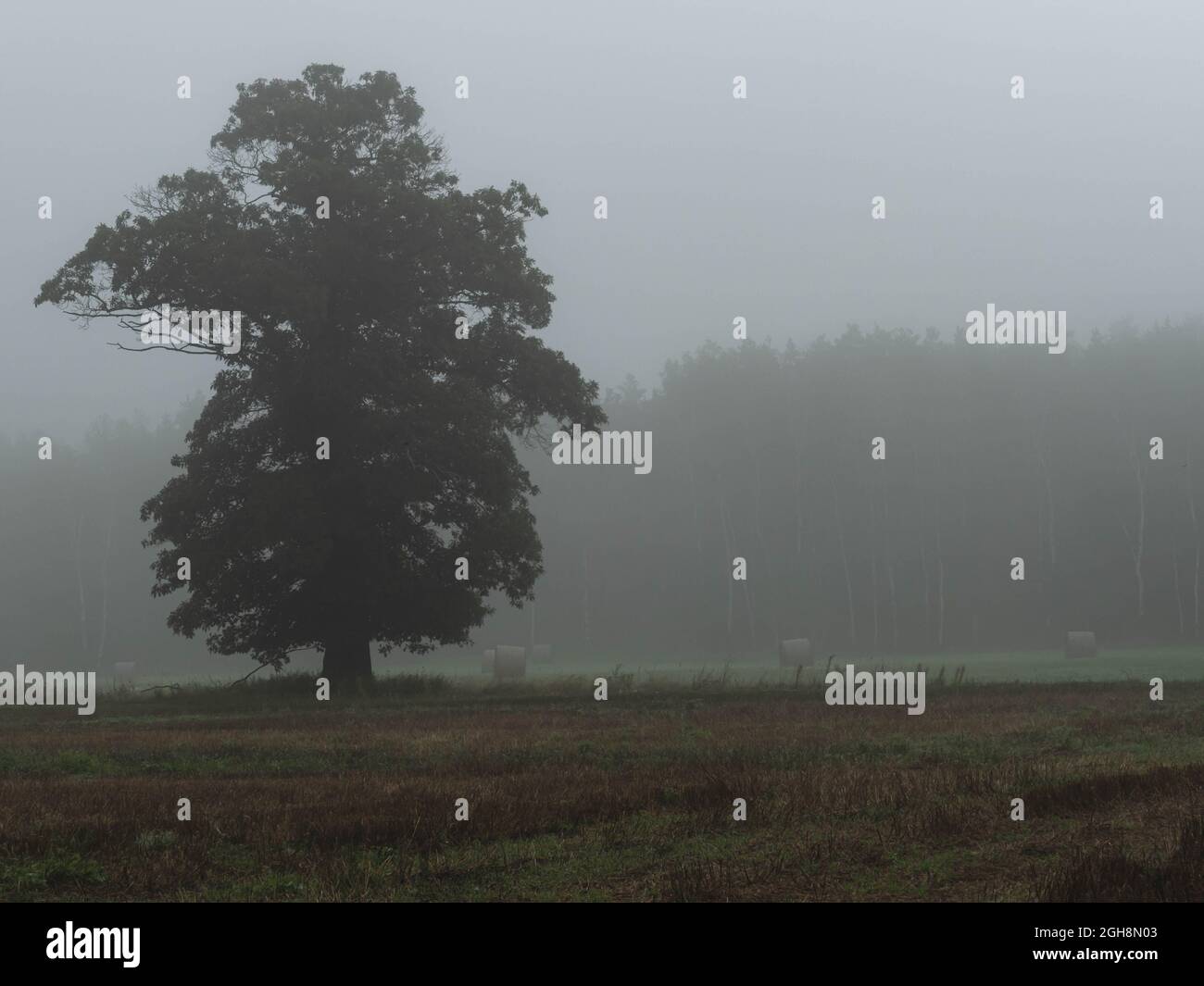 Vasto terreno pianeggiante, campi arabili e prati. C'è nebbia nell'aria. C'è un grande albero di quercia tra la nebbia. C'è una fila di alberi più lontano. Foto Stock