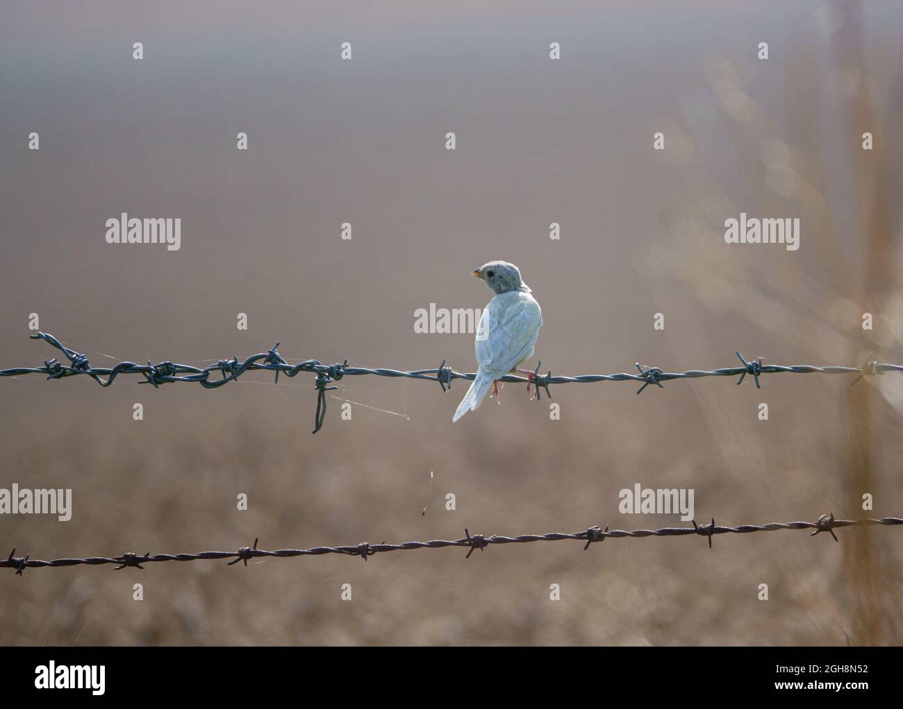 Un'inconsueta raccolta di mais (Emberiza calandra) con piumaggio bianco causato dal leucismo (Leukismo), mutazione genetica che impedisce il pigmento nelle piume Foto Stock