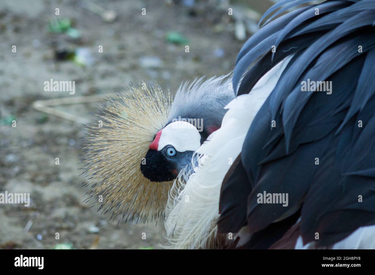 Primo piano di uccelli esotici che preannunciano le sue piume Foto Stock