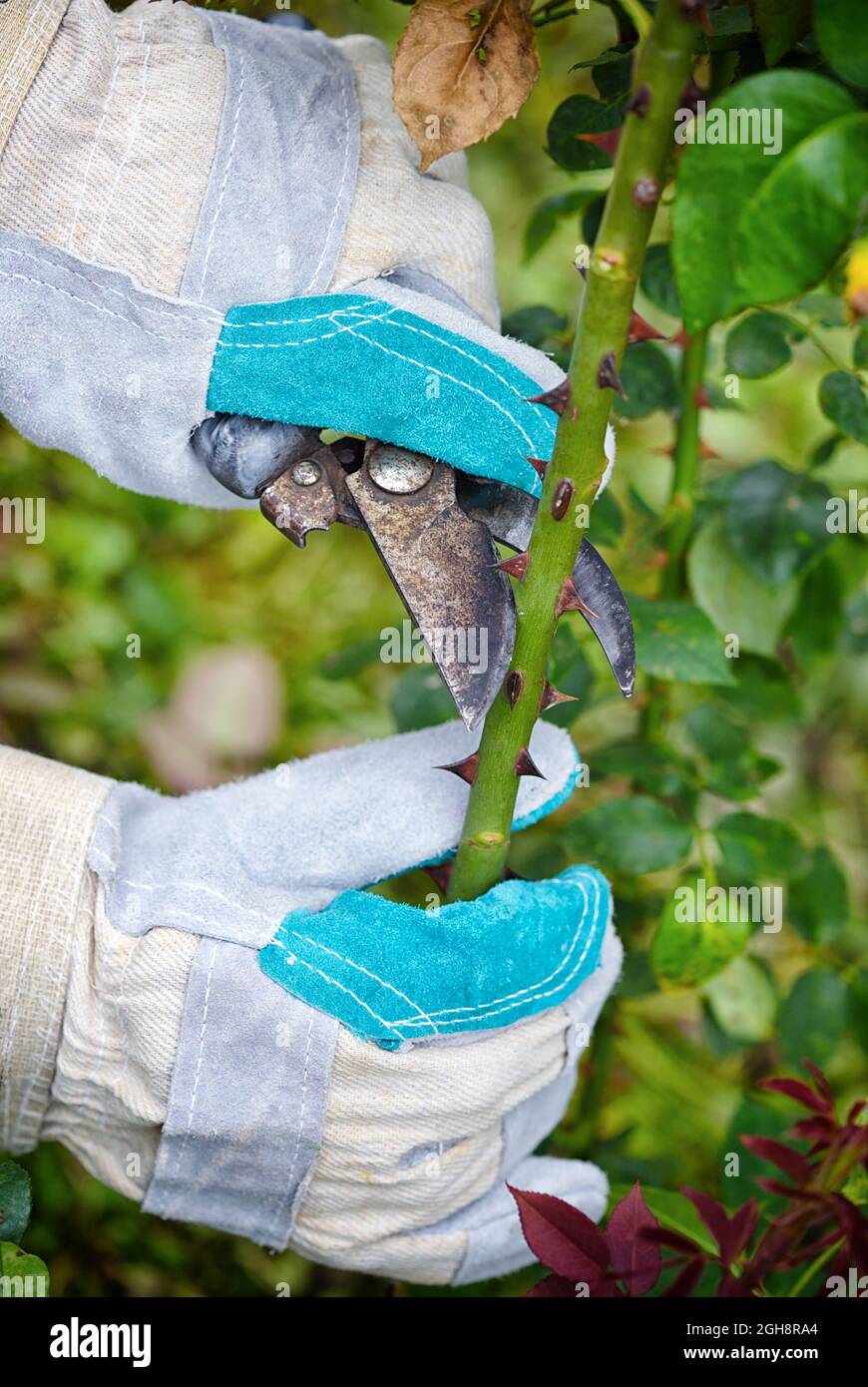 Potare rose in giardino, mani di giardiniere con secateurs Foto Stock