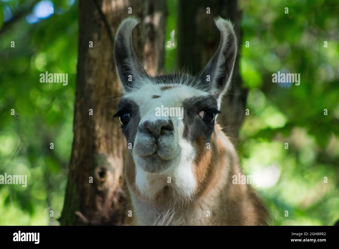 Primo piano ritratto di lama carino Foto Stock