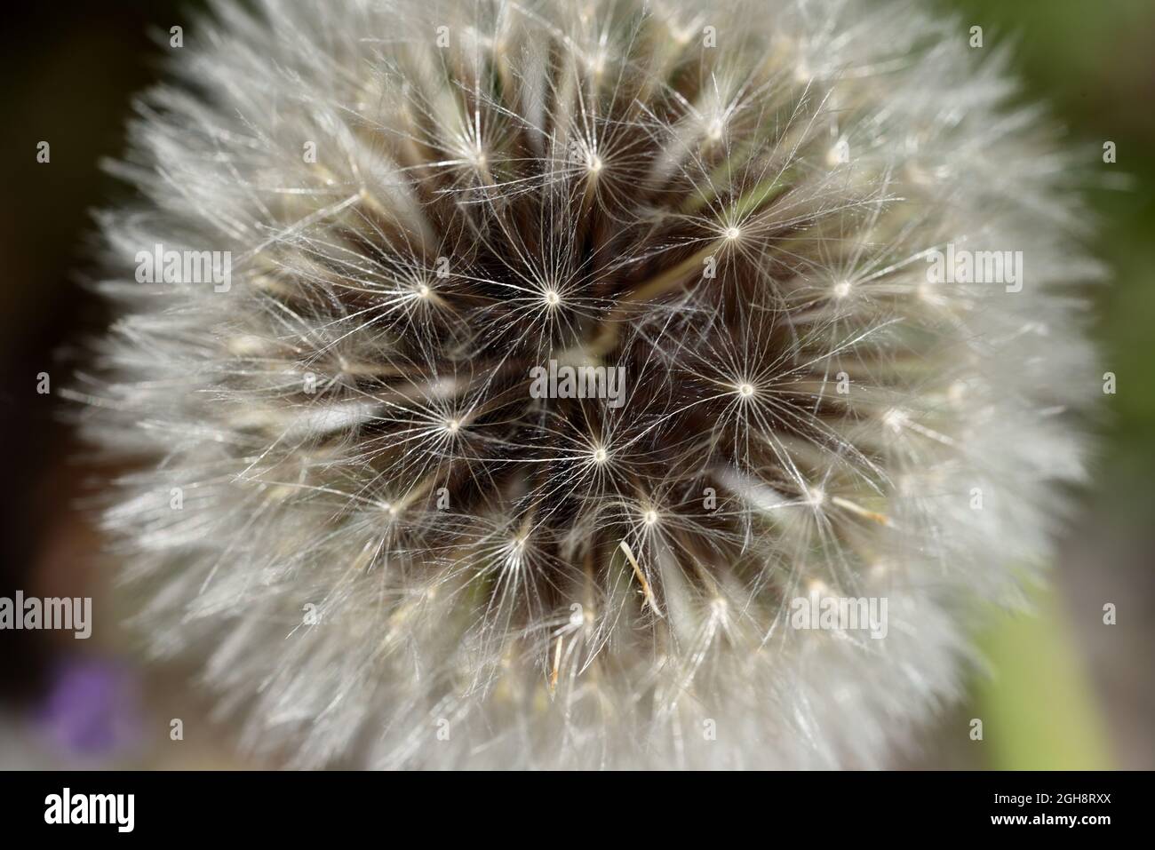 Testa di seme di fleece d'oro liscio, Urospermum dalechampii, Foto Stock