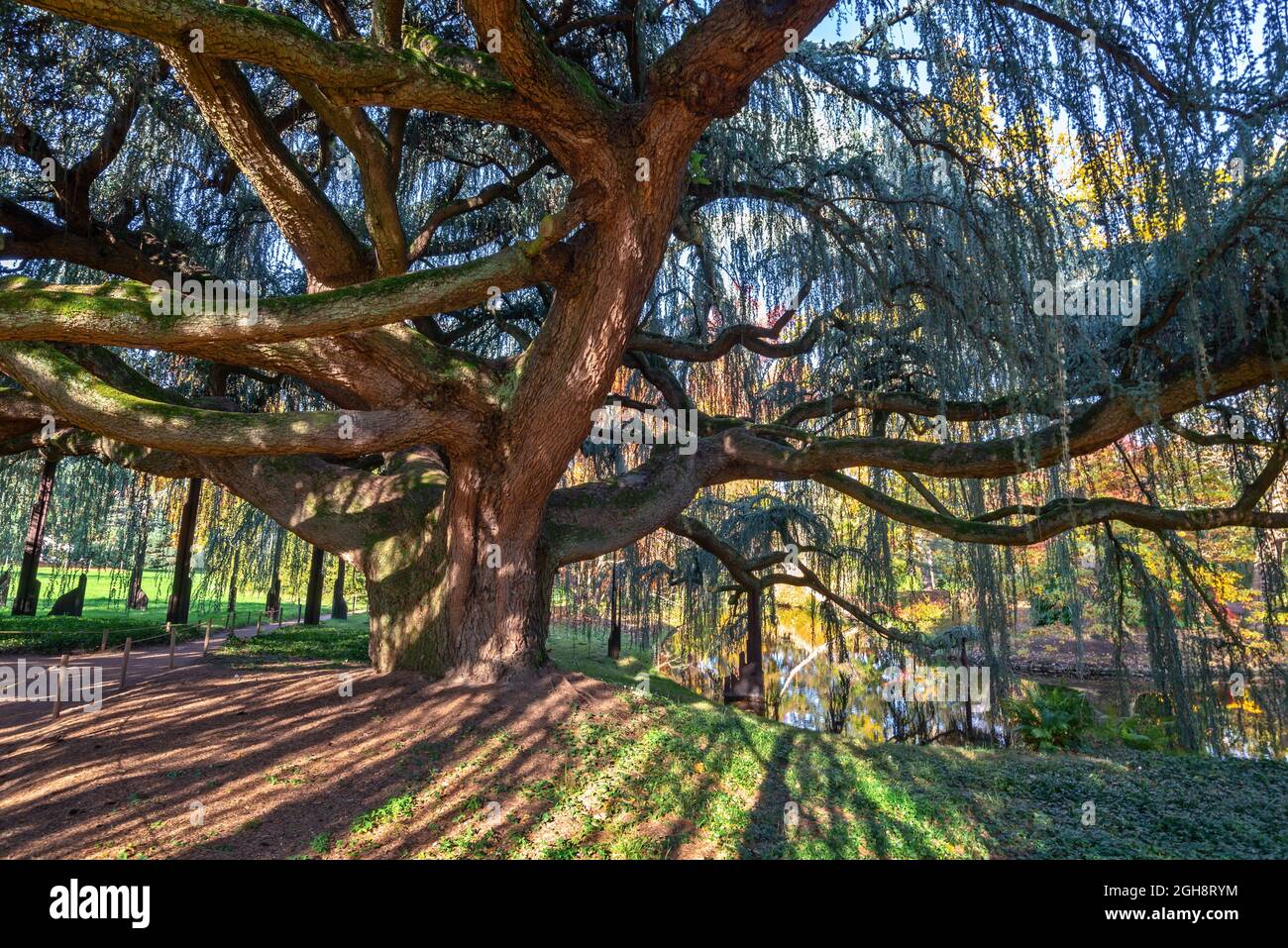 Maestoso cedro blu piangente dell'atlante in Vallee aux Loups Arboretum vicino Parigi Francia Foto Stock
