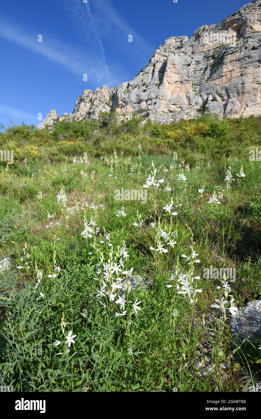 Masse o gruppi di giglio di San Bernardo, Anthericum liliago, che crescono sulla Rocky Grassland sotto le scogliere di Robion nella Riserva Naturale Verdon Provenza Francia Foto Stock