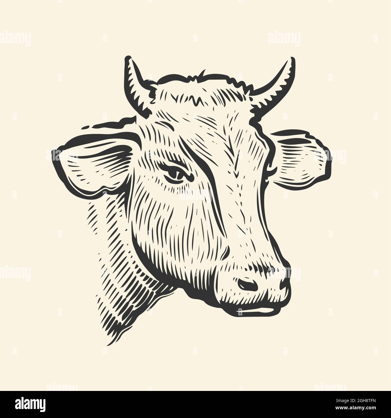 Testa di vacca. Schizzo disegnato a mano in uno stile grafico. Illustrazione dell'incisione vettoriale vintage Illustrazione Vettoriale