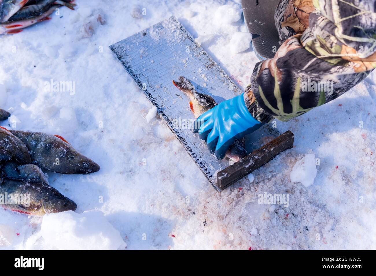 gli scienziati misurano il pesce persico nell'attività scientifica invernale. fuoco selettivo Foto Stock