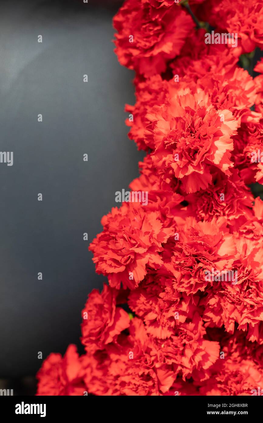 Garofani rossi su sfondo nero con luce naturale. I fiori sono messi insieme. Splendido sfondo di luminosità naturale. Foto Stock