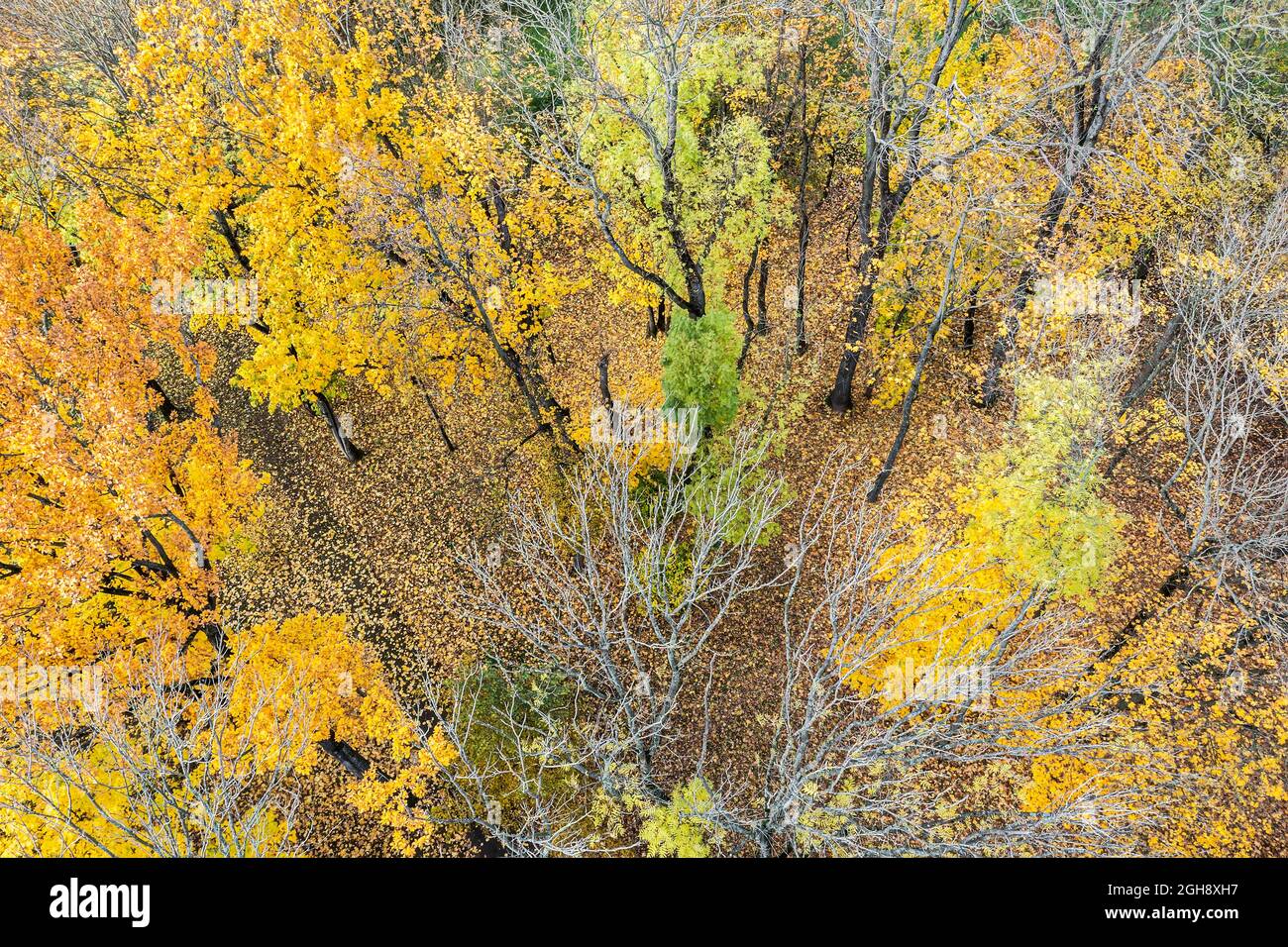 foto aerea dal drone della foresta autunnale con coloratissime foglie di faggi Foto Stock