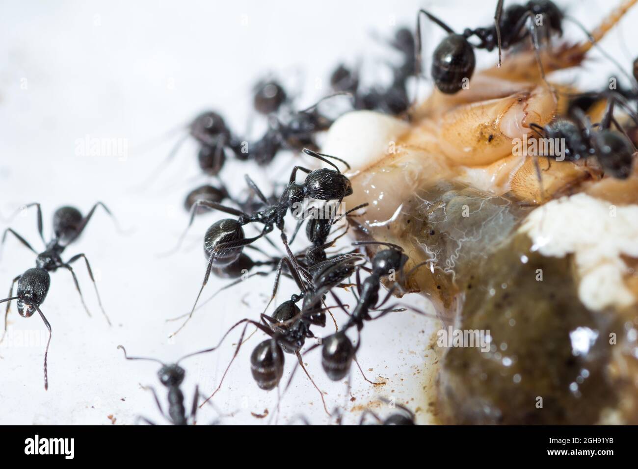 Il gruppo spinoso di Aphaenogaster si nutre di uno scarafaggio morto Foto Stock
