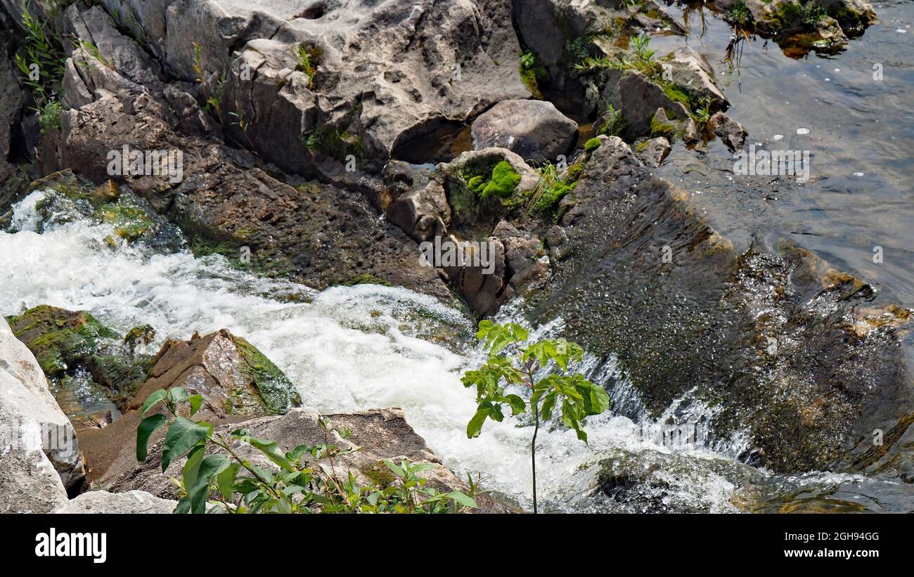 Primo piano delle rapide sul fiume Bonnechere a Renfrew, Ontario, Canada con piante che crescono sulle rocce e nell'acqua. Foto Stock