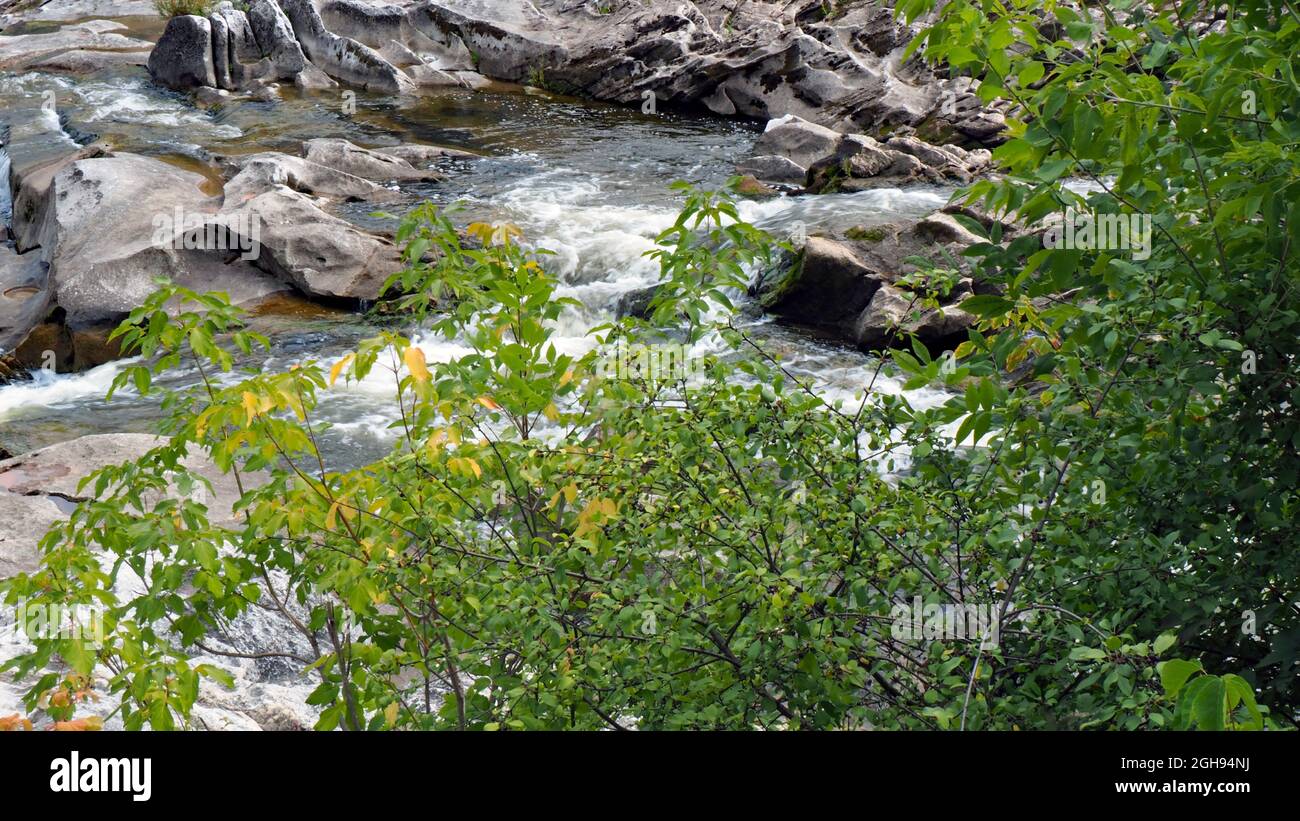 Primo piano delle rapide sul fiume Bonnechere a Renfrew, Ontario, Canada con piante che crescono sulle rocce e nell'acqua. Foto Stock