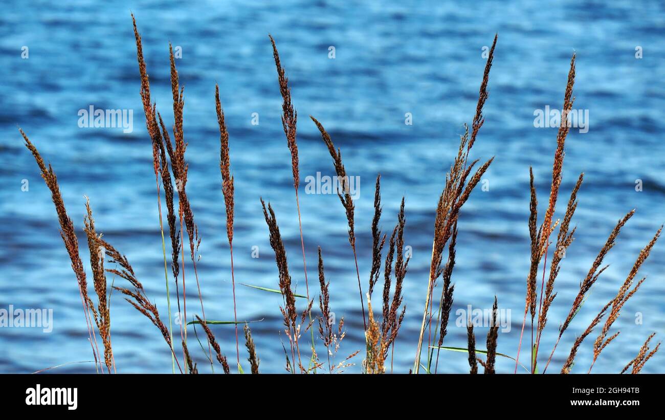 OLYMPUS FOTOCAMERA DIGITALE - primo piano delle alte piante di bentgrass Spike che crescono sul bordo del fiume Ottawa con l'acqua sullo sfondo. Foto Stock