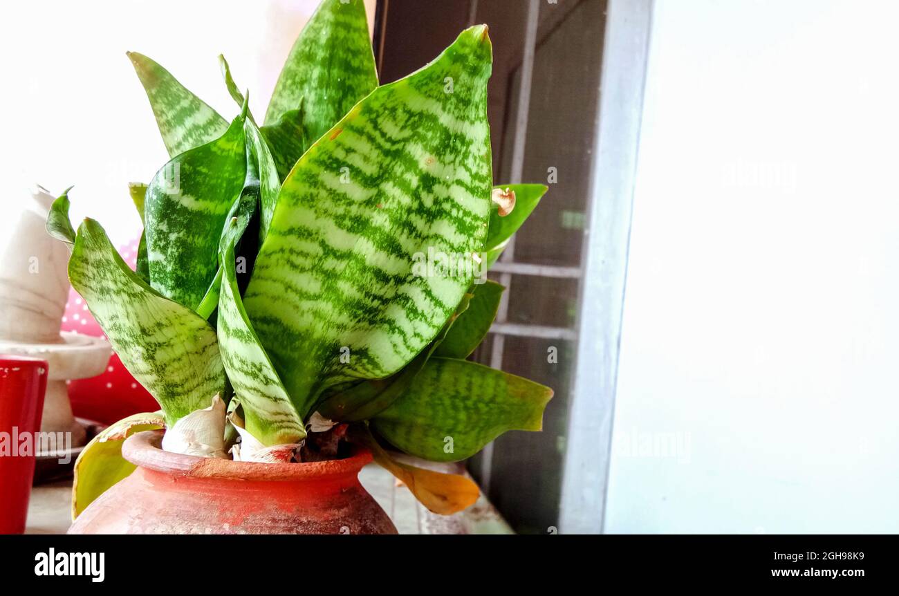 Casa decorativa pianta-Sansevieria trifasciata oro hahnii in un vaso in india Foto Stock