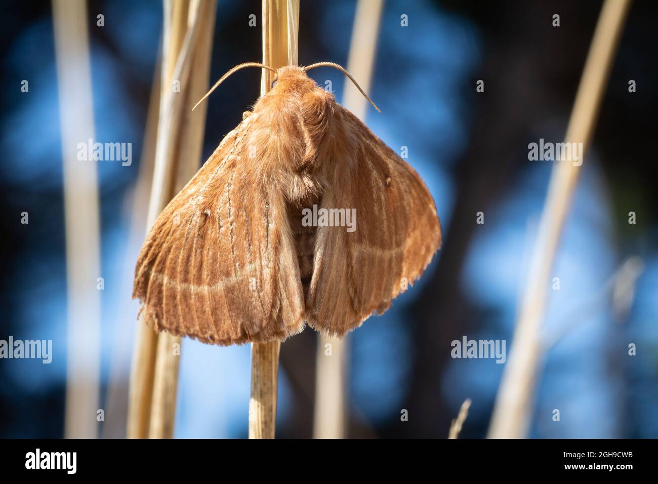 Lasiocampa quercus riposa in un bastone selvatico con fondo blu Foto Stock