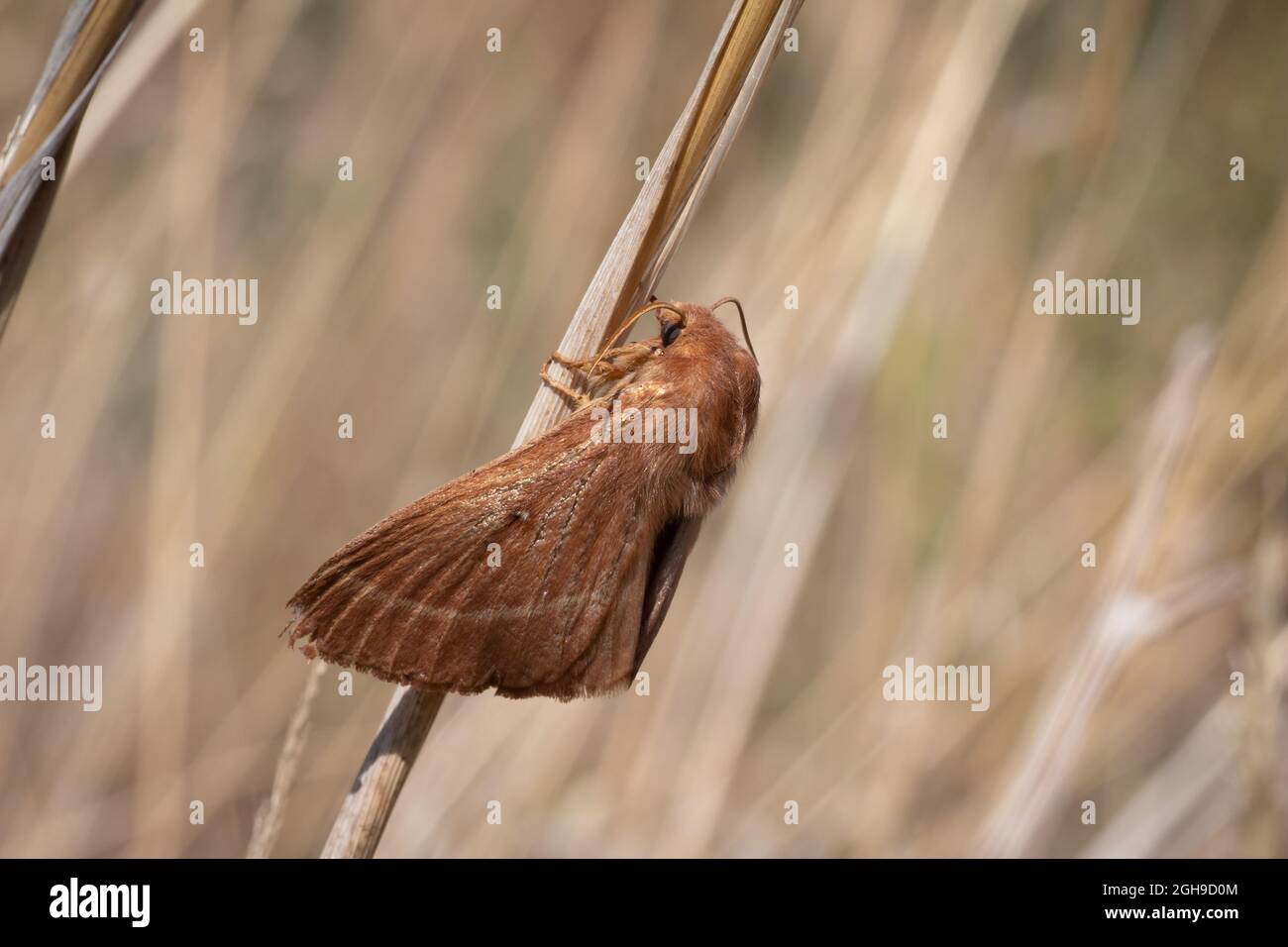 Lasiocampa quercus riposa in un bastone selvatico Foto Stock