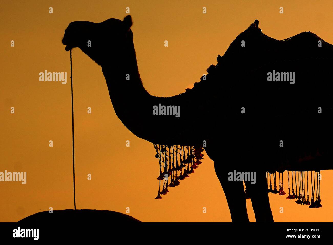 Camel Safari nel deserto di Pushkar, Rajasthan, India il 04 settembre 2021. Foto di Himanshu Sharma/ABACAPRESS.COM Foto Stock
