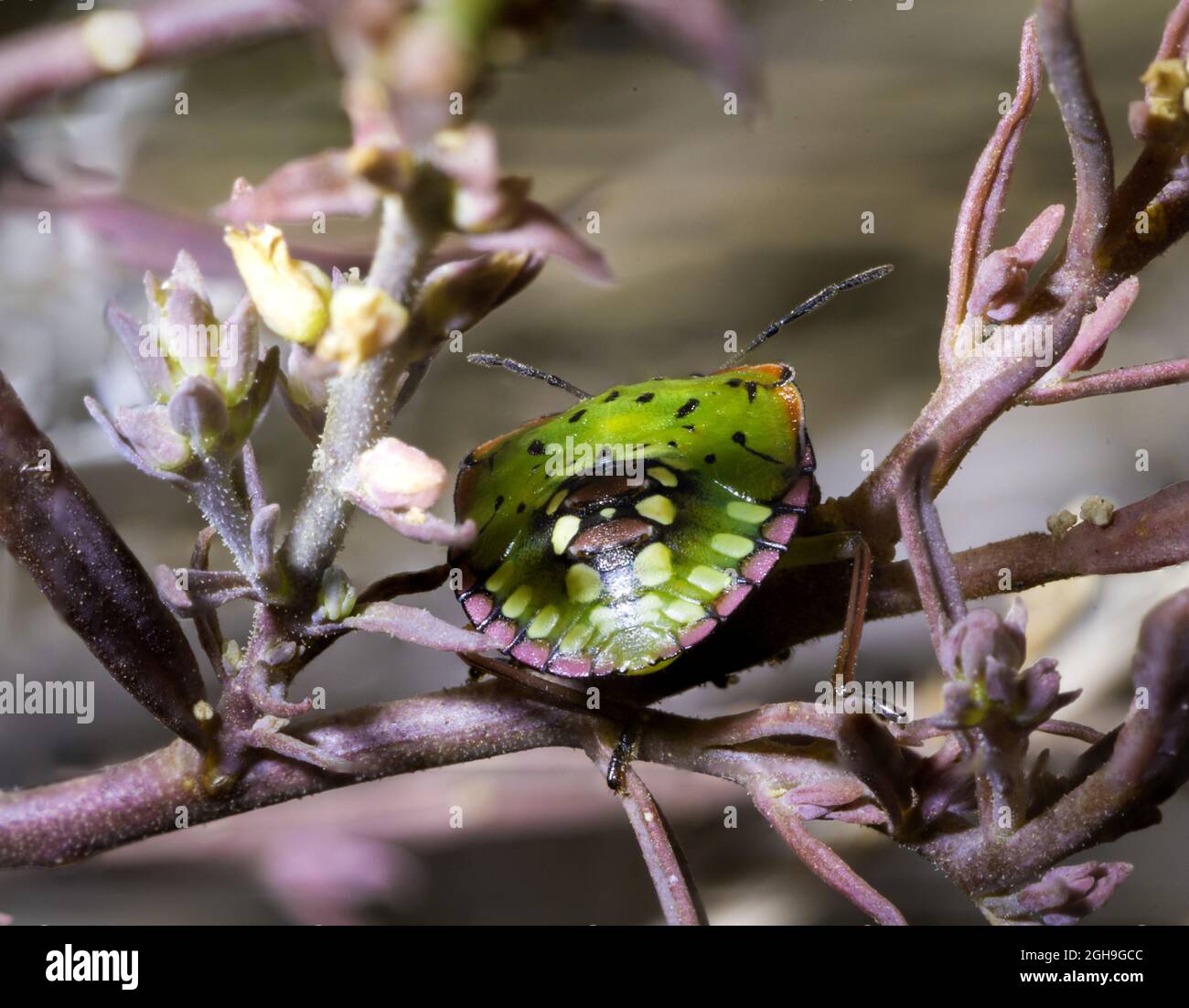 Giovane Nezara viridula rimanere sulla pianta in cerca di cibo Foto Stock