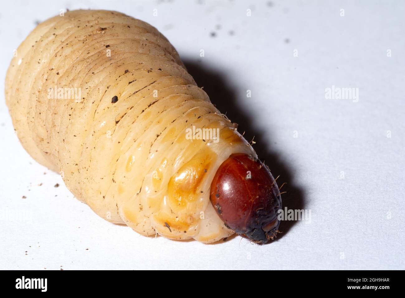 Larva di lurillo rosso chiamato flagello delle palme (Rhynchophorus ferrugineus) Foto Stock