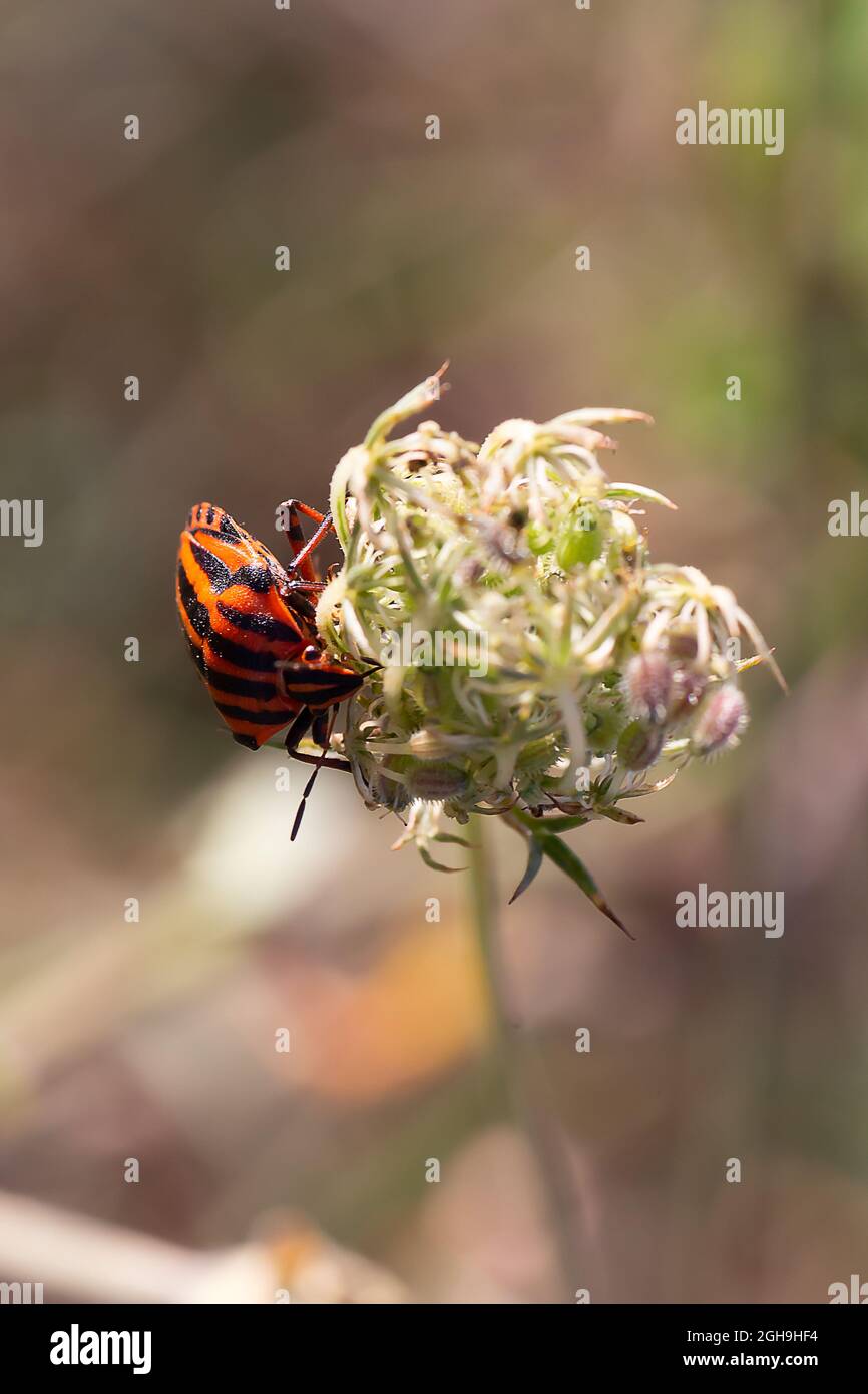 Graphosoma lineatum mangiare da una pianta con sfondo sfocato Foto Stock