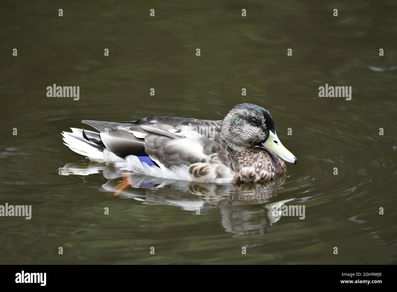 Primo piano di Mallard Drake Duck (Anas platyrhynchos) in Eclipse Plumage su un lago in una riserva naturale in Staffordshire, Regno Unito, nel mese di settembre Foto Stock