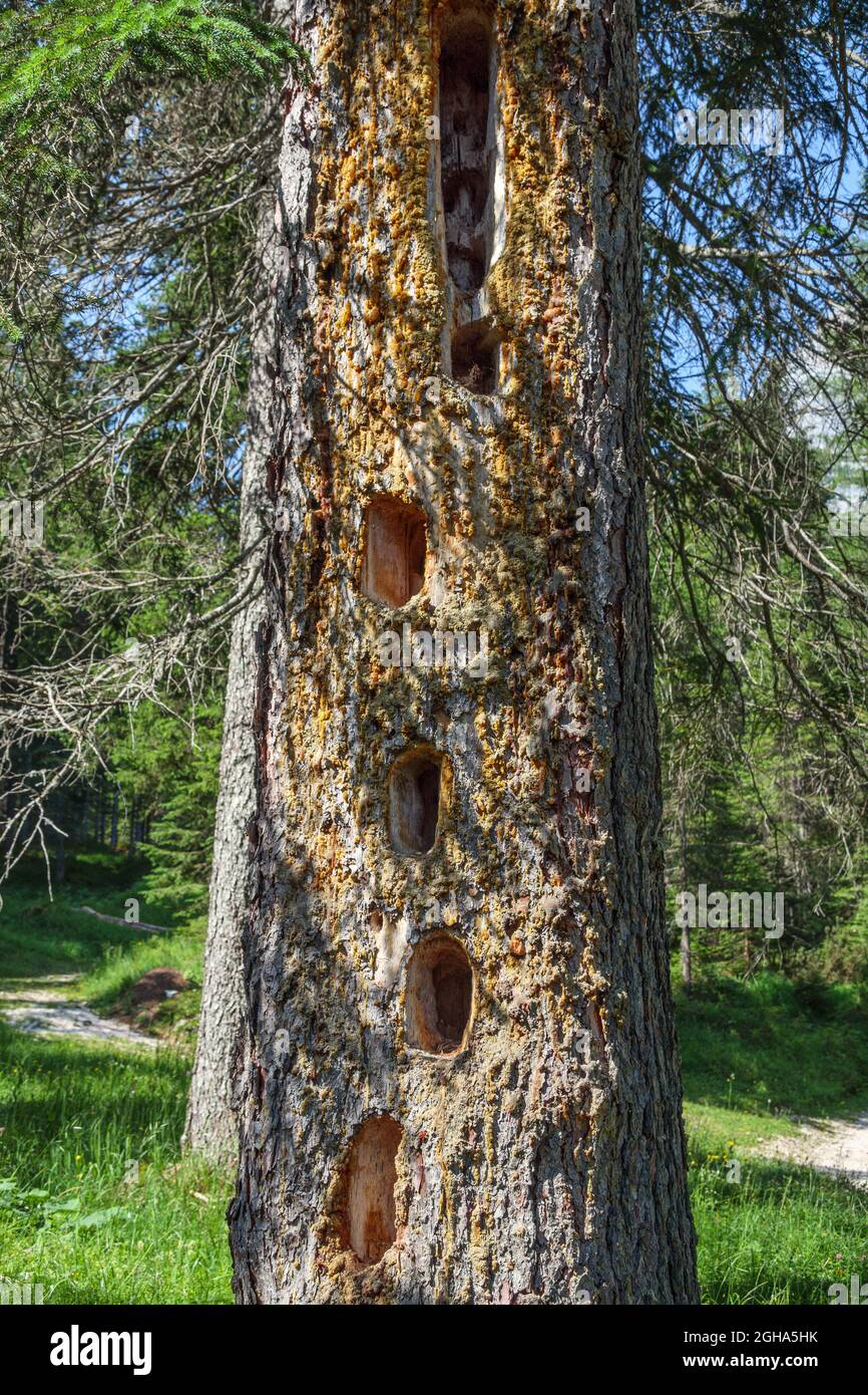 Buchi neri sul tronco di abete (Picea abies). Bosco nella valle di Fanes. Alpi Italiane. Europa. Foto Stock