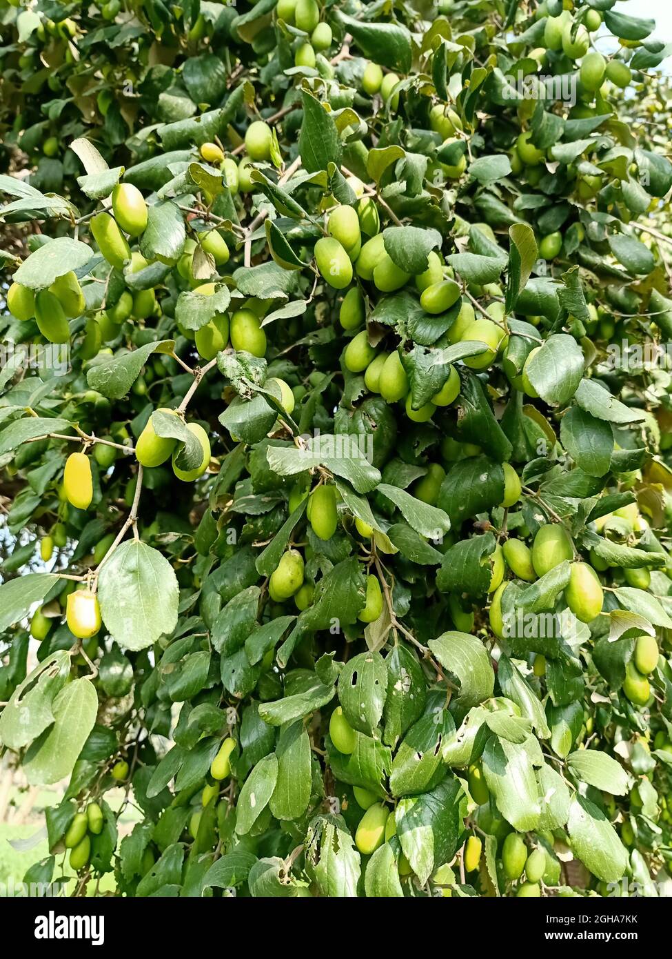 Una vista di alberi di frutta di jubes soleggiati con foglie verdi i l'albero Foto Stock