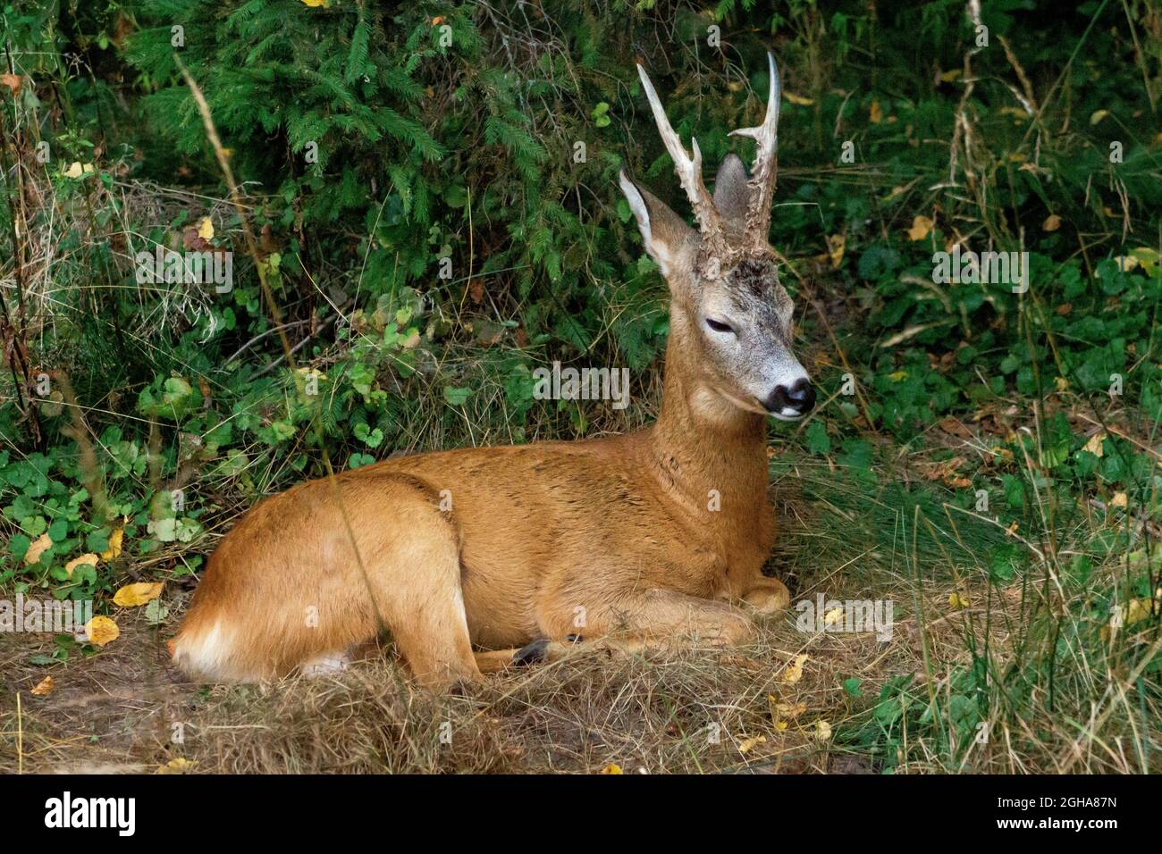 Giovane cervi bruno che riposa sull'erba dello zoo Foto Stock