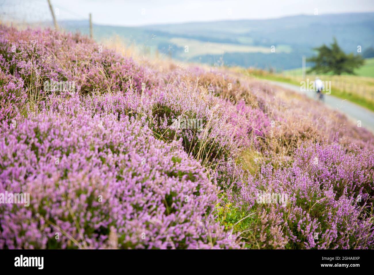 Un ciclista passa oltre l'erica fiorita vicino a Stanage Edge nel Peak District, Derbyshire, Inghilterra. Foto di Akira Suemori Foto Stock