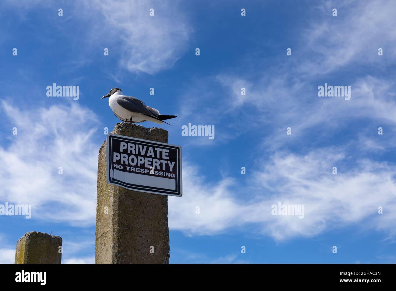 Foto umoristico di un gabbiano ridente appollaiato in cima ad un palazzetto di cemento che porta una proprietà privata senza segno di tregua, cielo blu brillante e nuvole bianche, Foto Stock