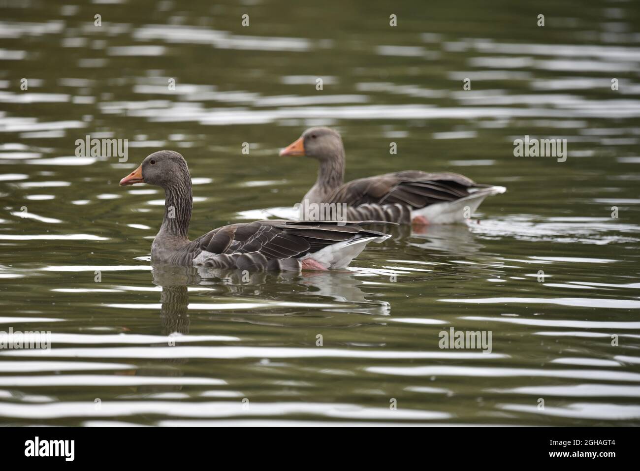 Primo piano immagine di due oche di Greylag (Anser anser) nuotare da destra a sinistra su un lago increspato, Riserva Naturale a sinistra-Profilo nel mese di settembre in Inghilterra, Regno Unito Foto Stock