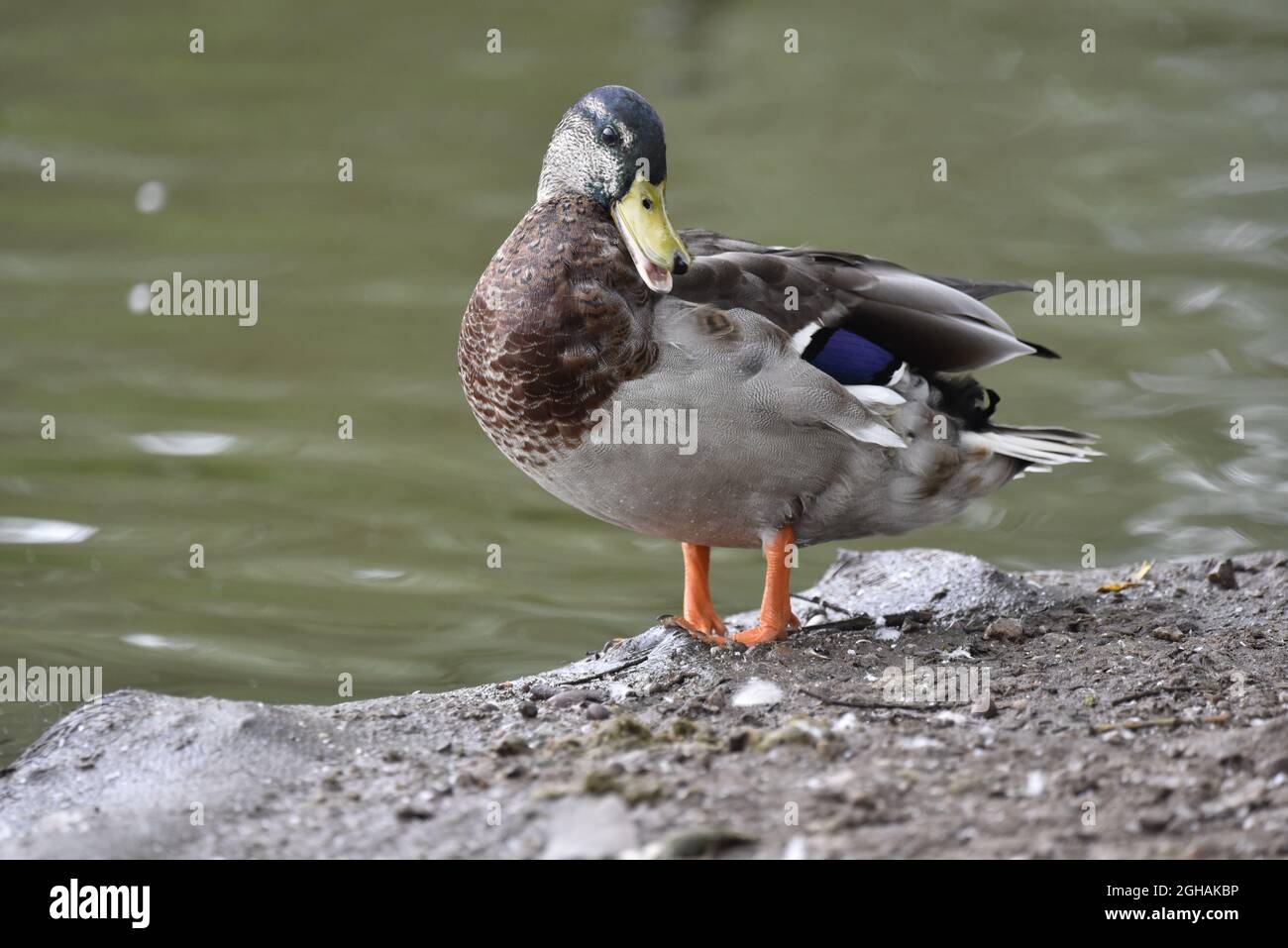 Drake Mallard Duck (Anas platyrhynchos) in piedi su Stoney Ground sul bordo di un lago a sinistra-Profilo con Head facing, Beak Open, in Inghilterra, Regno Unito Foto Stock