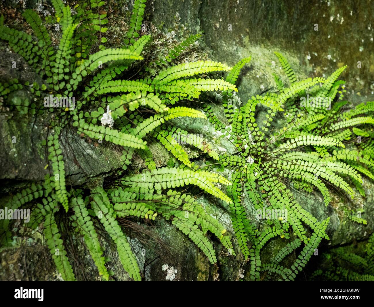 Maidenhair Spleenwort, Asplenium trichomanes in Dead Mans Cave sopra Feizor, Yorkshire Dales, Regno Unito. Foto Stock