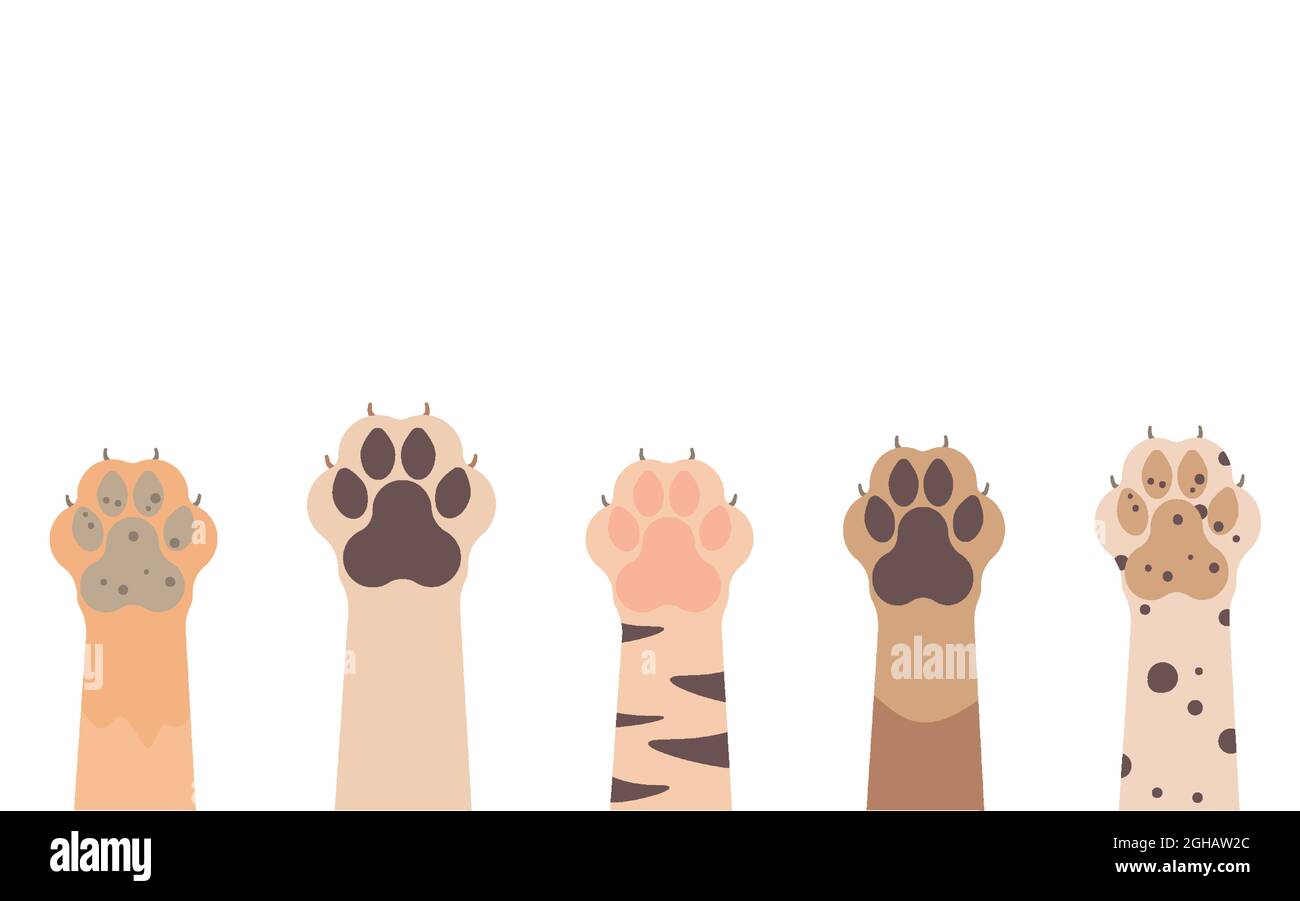 Zampe fino ad animali domestici posti isolati su uno sfondo bianco Illustrazione Vettoriale