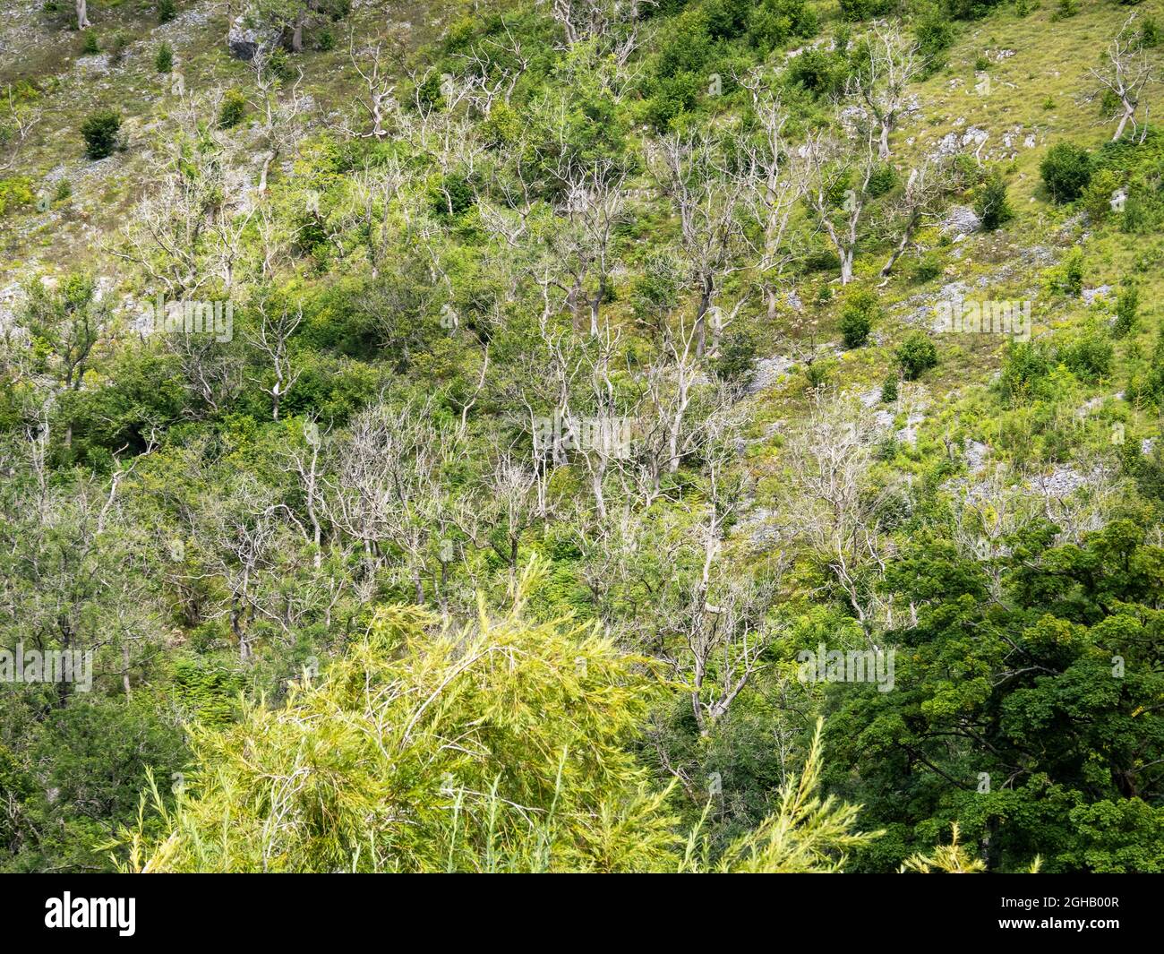 Alberi di cenere uccisi da Ash dieback, Hymenoscyphus fraxineus, a Littondale, yorkshire Dales, Regno Unito. Foto Stock